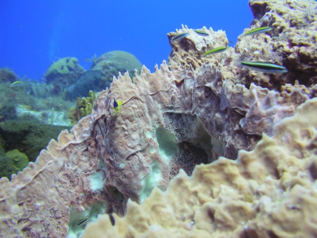 Increibles arrecifes